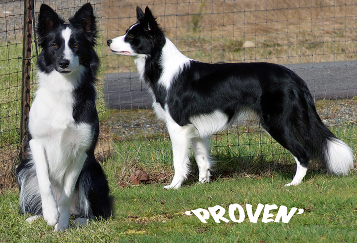 akc border collie puppies for sale